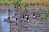 Canada Geese (Branta canadensis) on a wetland pond on the Twin Barns Loop; Nisqually National Wildlife Refuge, WA